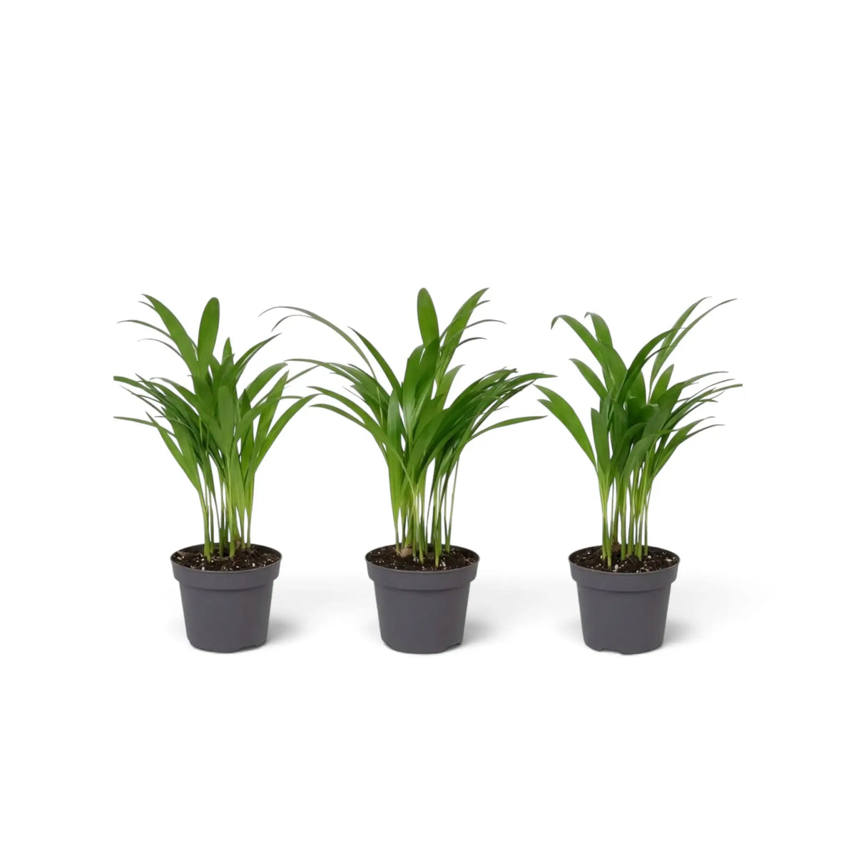 Jungpflanze von Chrysalidocarpus lutescens mit gelbgrünen Stämmen und bogig überhängenden Wedeln