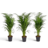 Sehr große Pflanze von Chrysalidocarpus lutescens mit gelbgrünen Stämmen und bogig überhängenden Wedeln