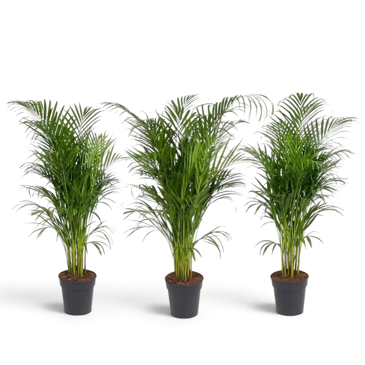 Sehr große Pflanze von Chrysalidocarpus lutescens mit gelbgrünen Stämmen und bogig überhängenden Wedeln
