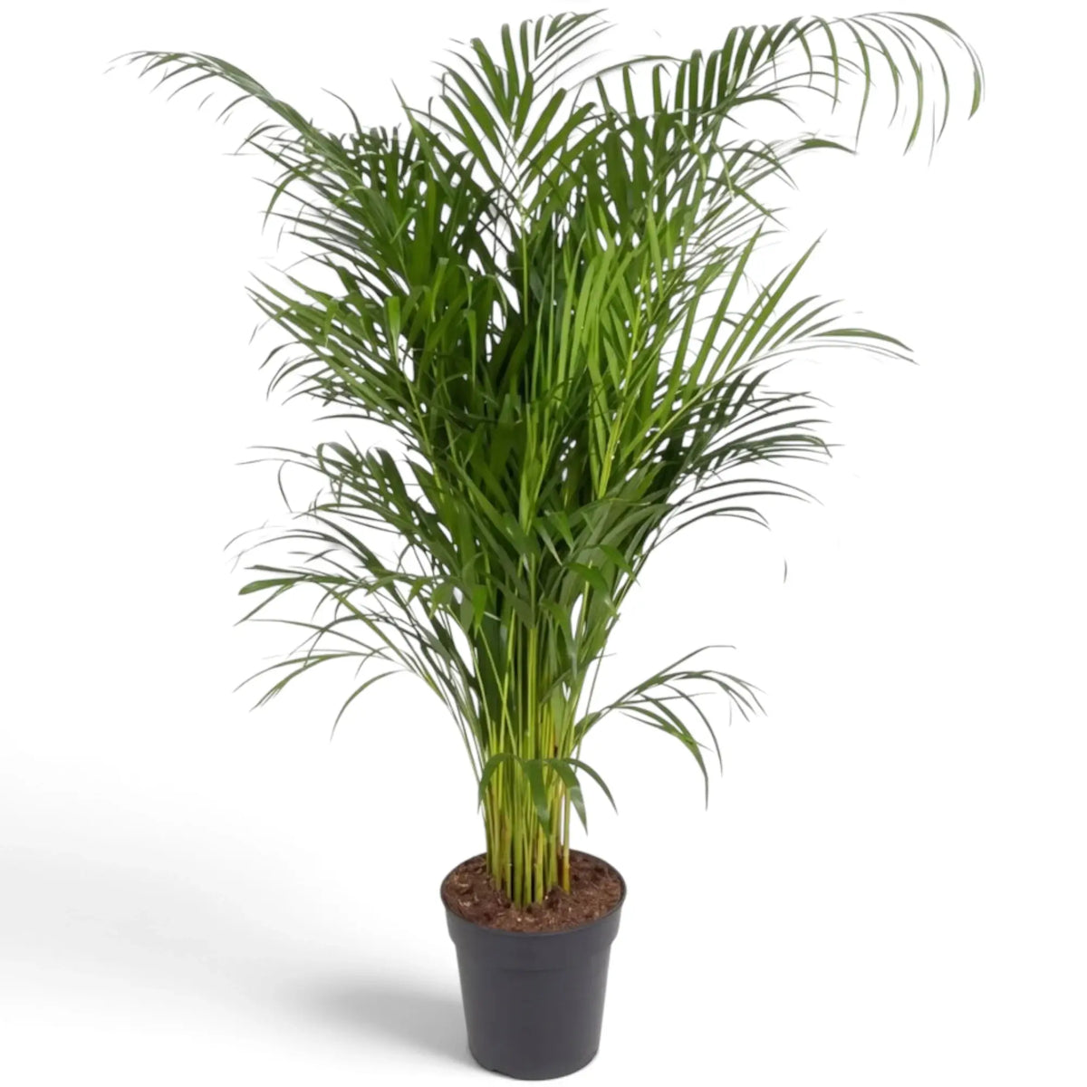 Sehr große Pflanze von Chrysalidocarpus lutescens mit gelbgrünen Stämmen und bogig überhängenden Wedeln