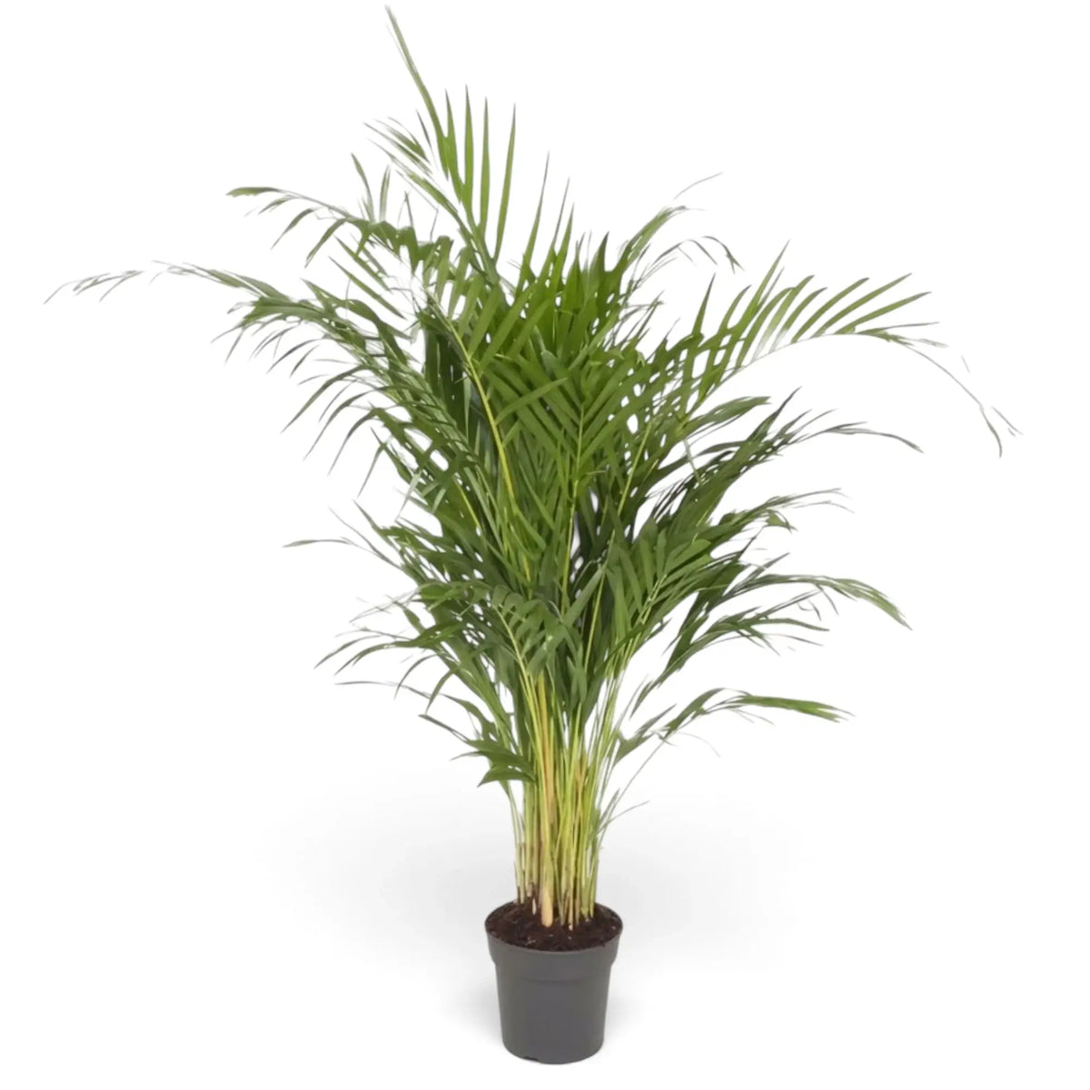 Große Pflanze von Chrysalidocarpus lutescens mit gelbgrünen Stämmen und bogig überhängenden Wedeln