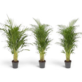 Große Pflanze von Chrysalidocarpus lutescens mit gelbgrünen Stämmen und bogig überhängenden Wedeln