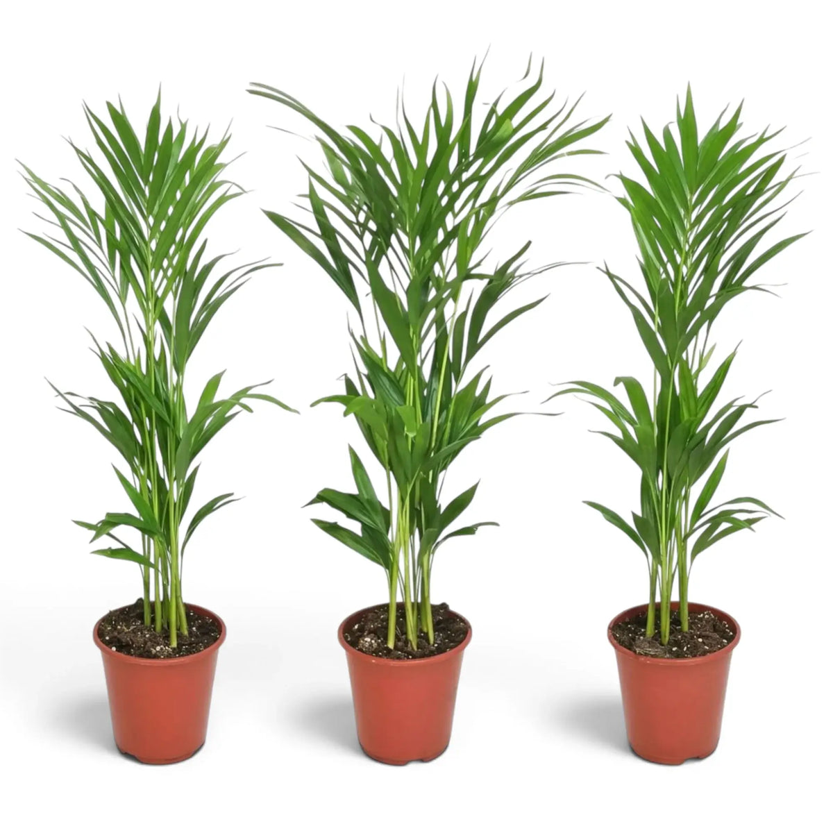 Mittelgroße Pflanze von Chrysalidocarpus lutescens mit gelbgrünen Stämmen und bogig überhängenden Wedeln