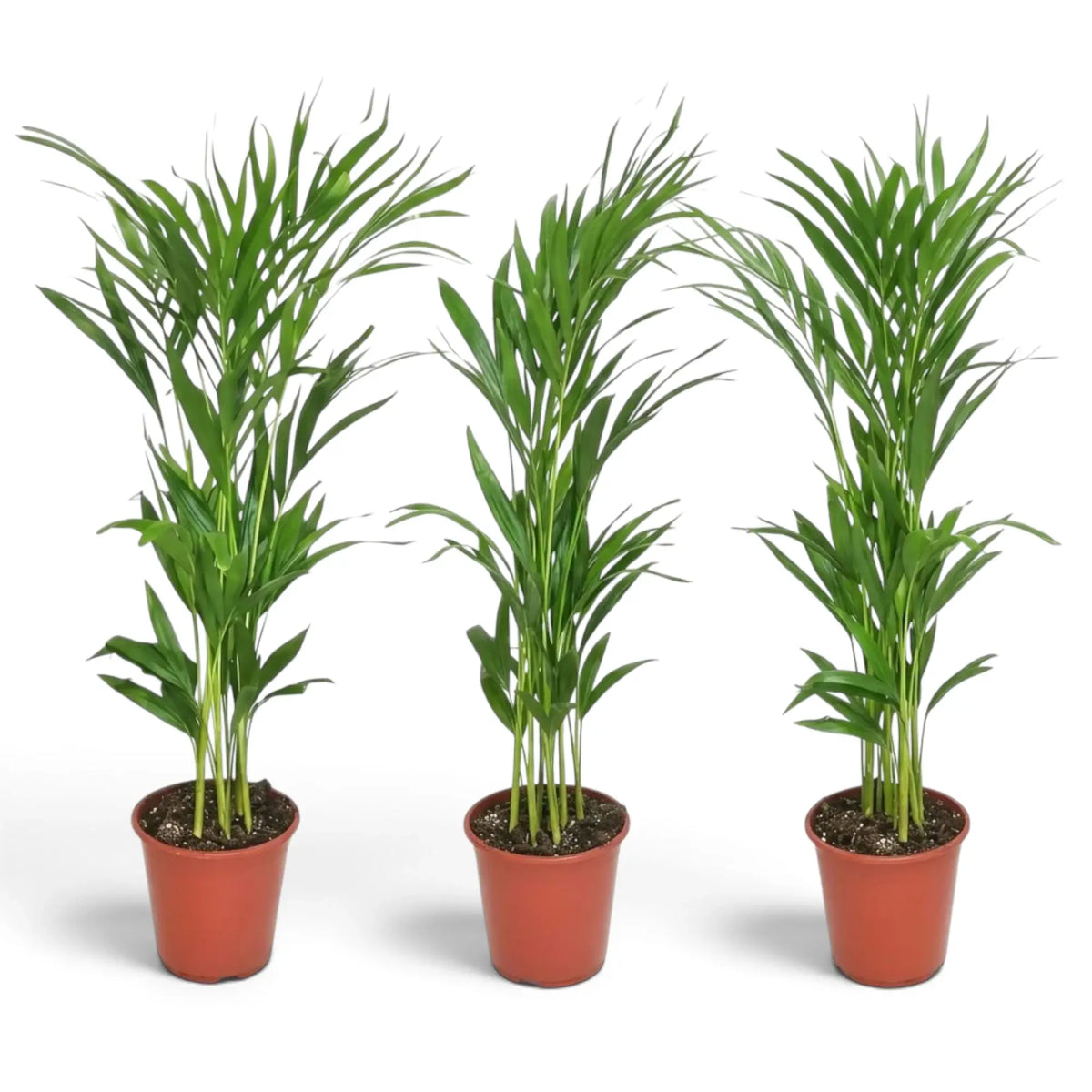 Mittelgroße Pflanze von Chrysalidocarpus lutescens mit gelbgrünen Stämmen und bogig überhängenden Wedeln
