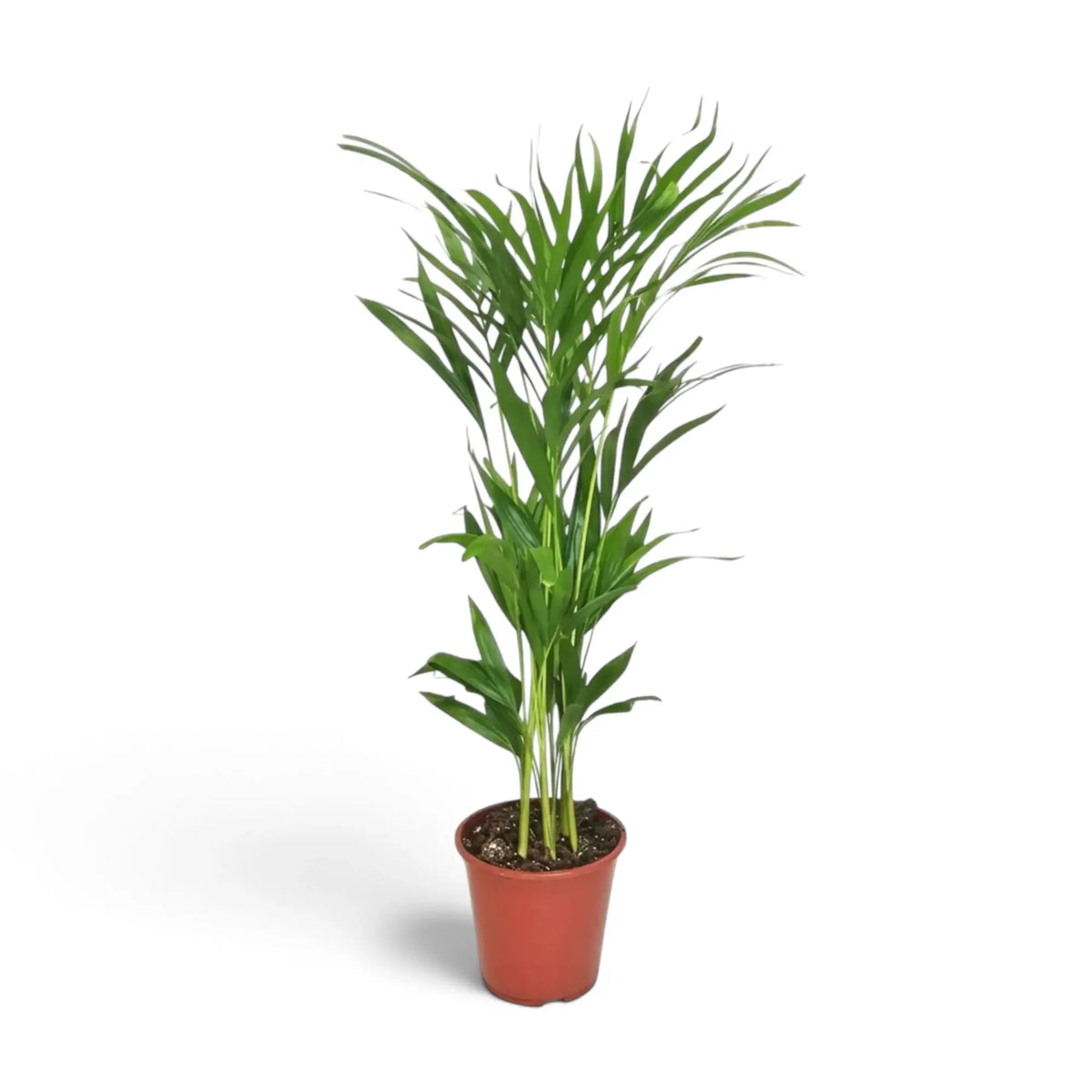 Mittelgroße Pflanze von Chrysalidocarpus lutescens mit gelbgrünen Stämmen und bogig überhängenden Wedeln