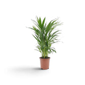 Kleine Pflanze von Chrysalidocarpus lutescens mit gelbgrünen Stämmen und bogig überhängenden Wedeln