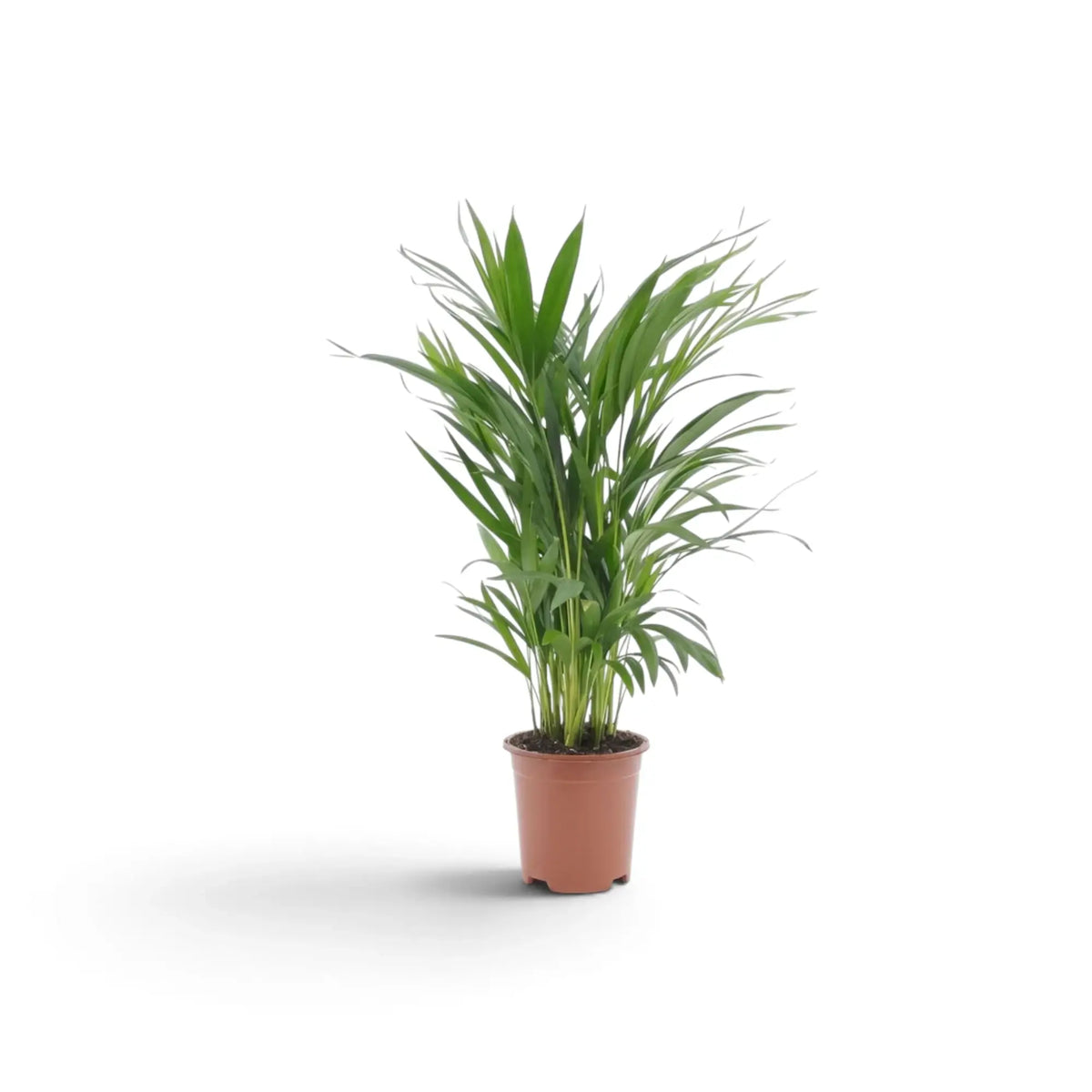 Kleine Pflanze von Chrysalidocarpus lutescens mit gelbgrünen Stämmen und bogig überhängenden Wedeln