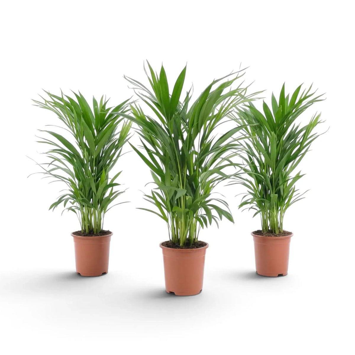 Kleine Pflanze von Chrysalidocarpus lutescens mit gelbgrünen Stämmen und bogig überhängenden Wedeln