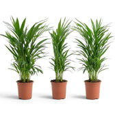 Kleine Pflanze von Chrysalidocarpus lutescens mit gelbgrünen Stämmen und bogig überhängenden Wedeln