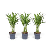 Sehr kleine Pflanze von Chrysalidocarpus lutescens mit gelbgrünen Stämmen und bogig überhängenden Wedeln