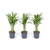 Sehr kleine Pflanze von Chrysalidocarpus lutescens mit gelbgrünen Stämmen und bogig überhängenden Wedeln