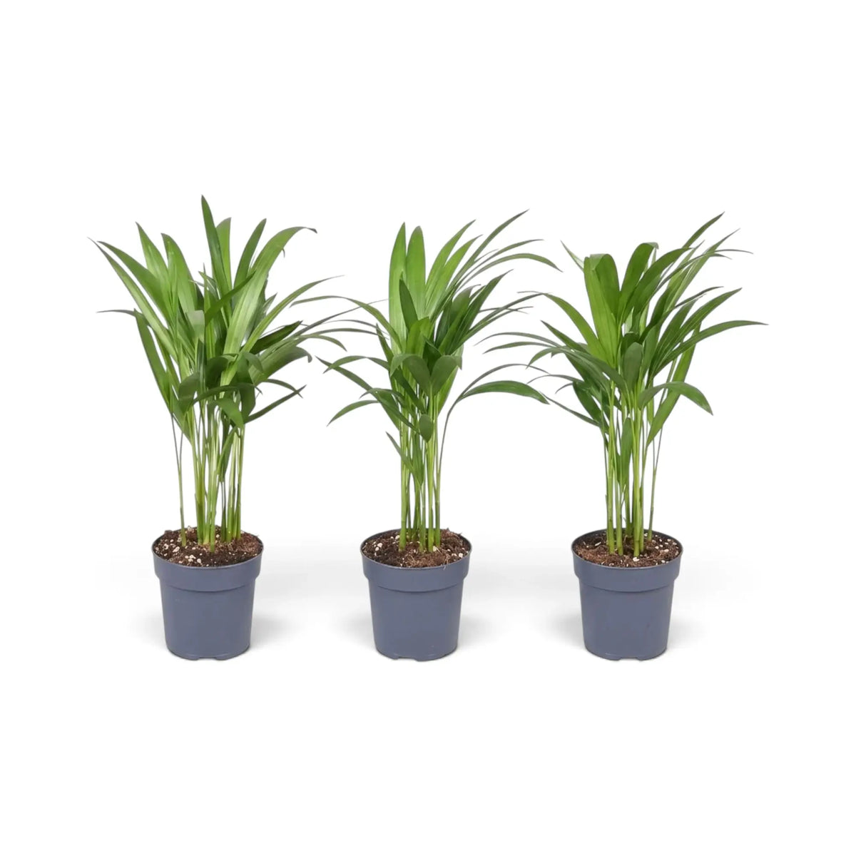 Sehr kleine Pflanze von Chrysalidocarpus lutescens mit gelbgrünen Stämmen und bogig überhängenden Wedeln