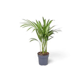Sehr kleine Pflanze von Chrysalidocarpus lutescens mit gelbgrünen Stämmen und bogig überhängenden Wedeln