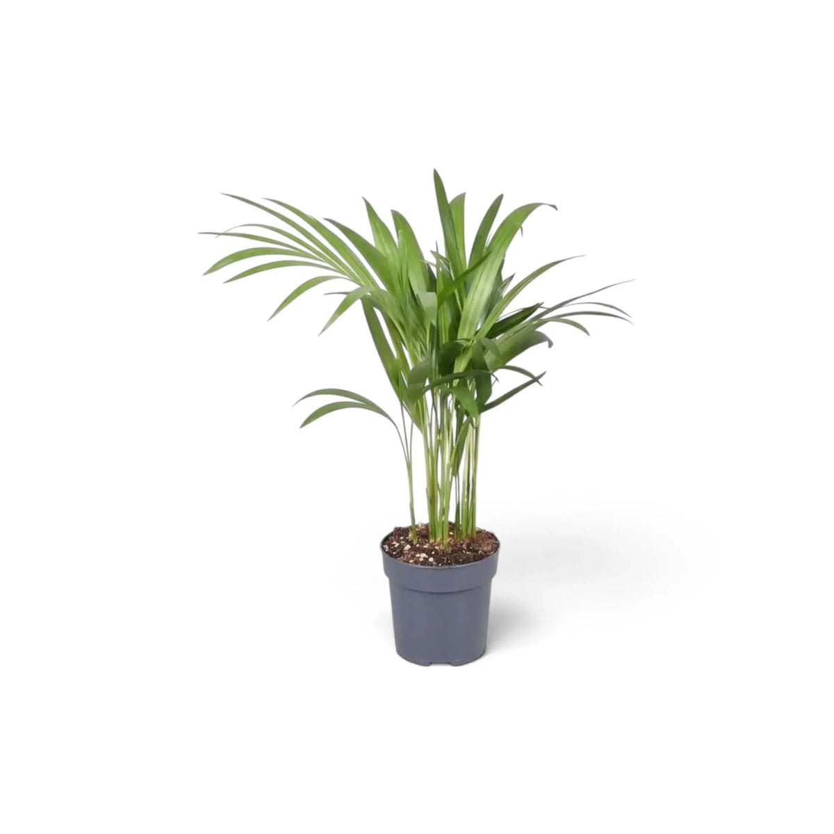 Sehr kleine Pflanze von Chrysalidocarpus lutescens mit gelbgrünen Stämmen und bogig überhängenden Wedeln