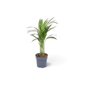 Sehr kleine Pflanze von Chrysalidocarpus lutescens mit gelbgrünen Stämmen und bogig überhängenden Wedeln