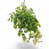 Cissus alata 'Ellen Danica' potted plant in nursery pot on white background.