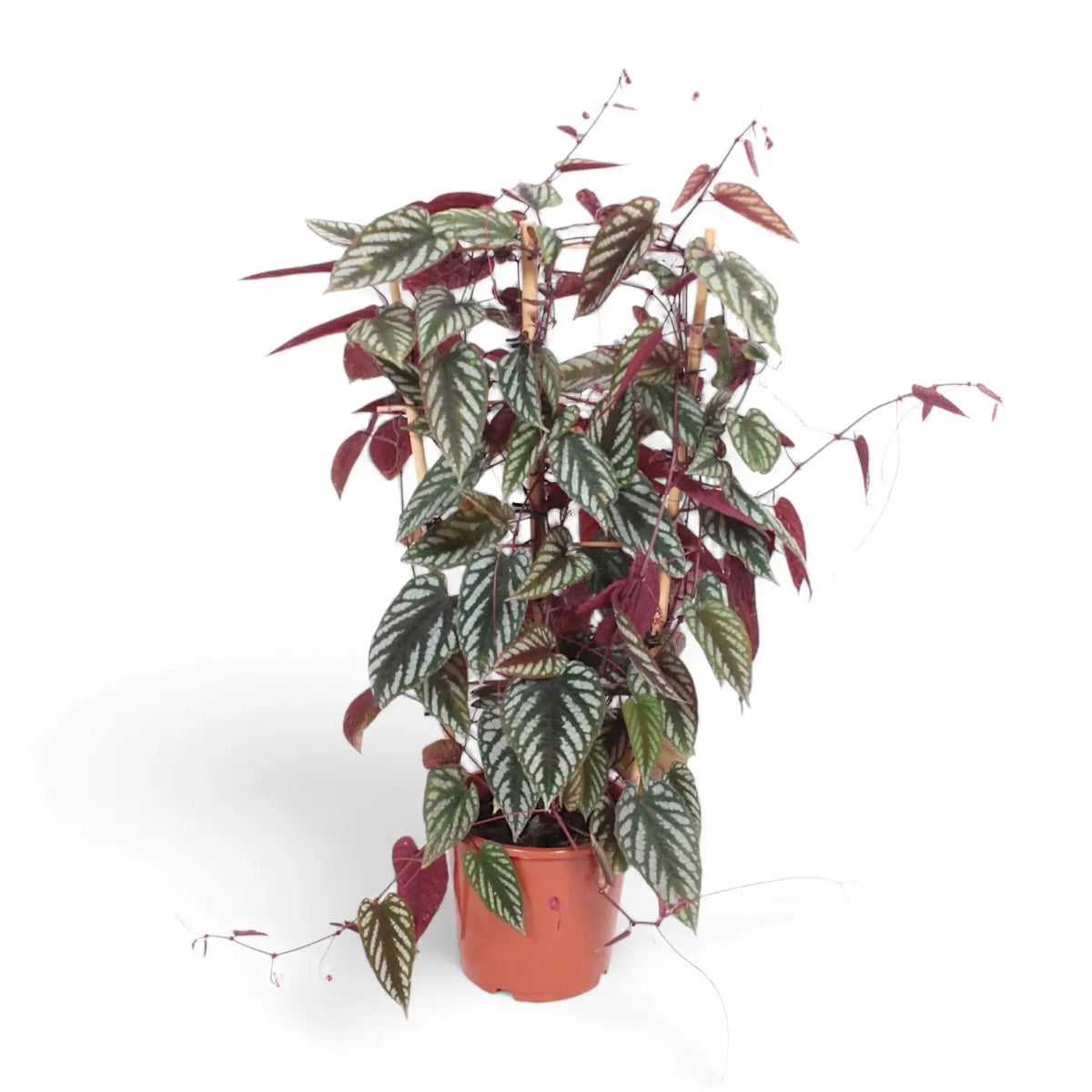 Cissus discolor potted plant in nursery pot on white background.
