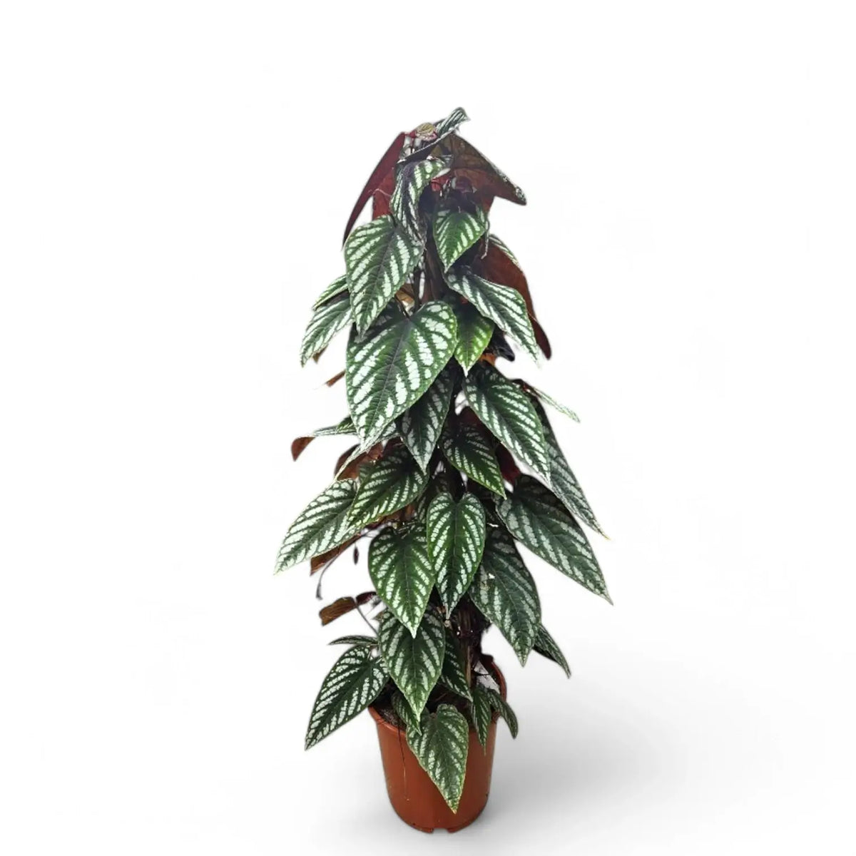 Cissus discolor potted plant in nursery pot on white background.