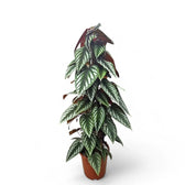Cissus discolor potted plant in nursery pot on white background.