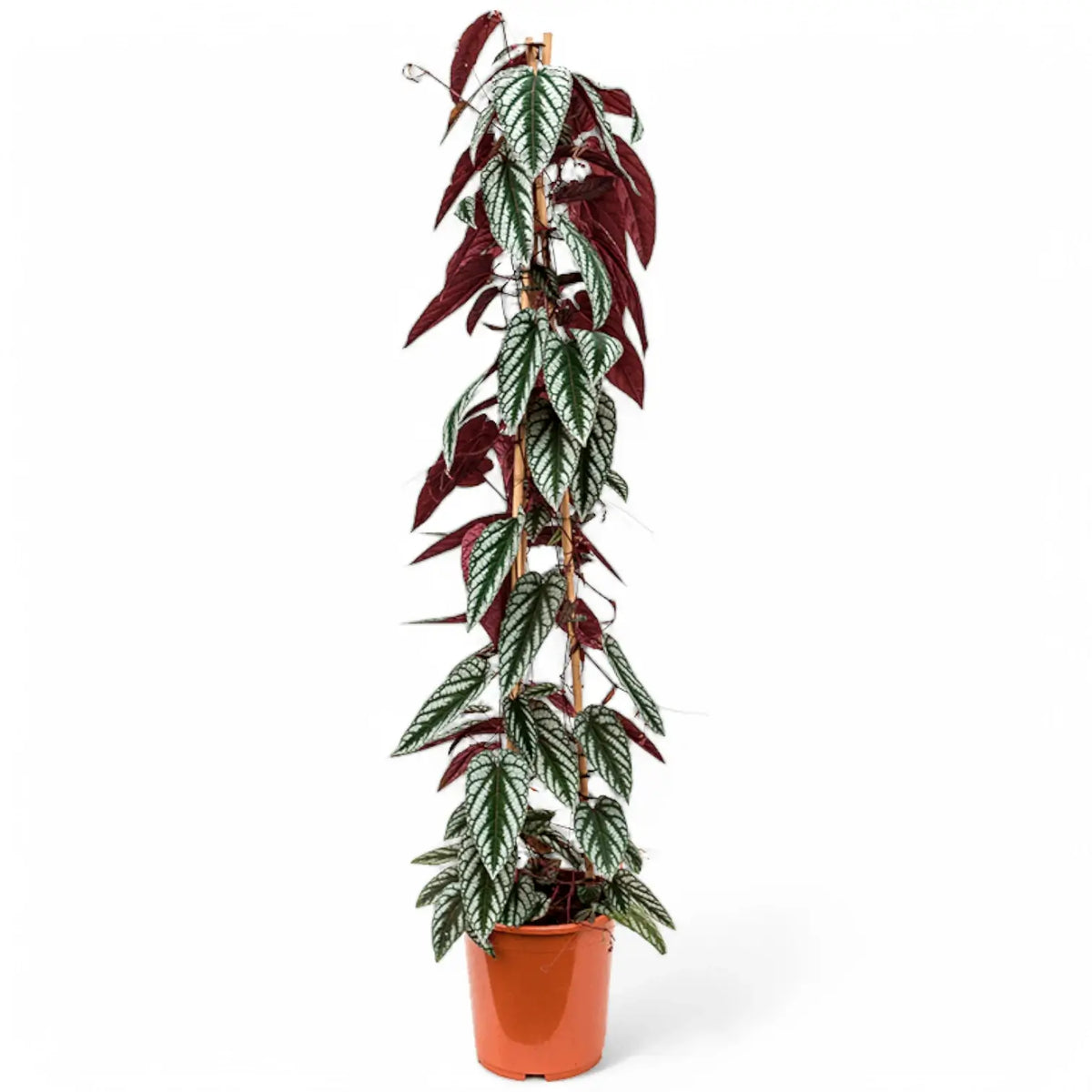 Cissus discolor potted plant in nursery pot on white background.