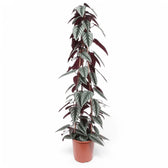 Cissus discolor potted plant in nursery pot on white background.
