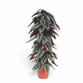 Cissus discolor potted plant in nursery pot on white background.