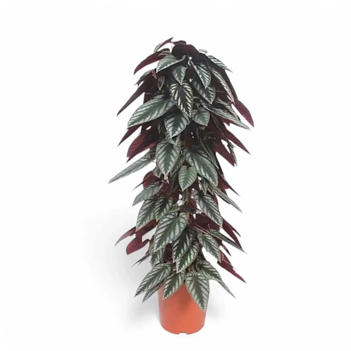 Cissus discolor potted plant in nursery pot on white background.