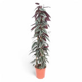 Cissus discolor potted plant in nursery pot on white background.