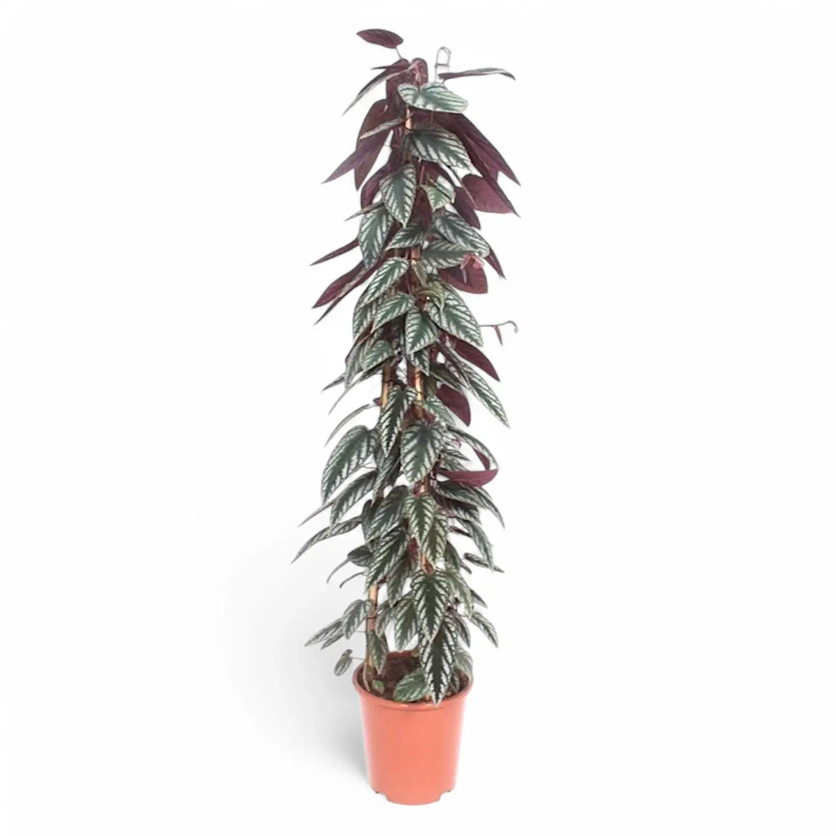 Cissus discolor potted plant in nursery pot on white background.