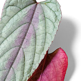 Cissus discolor 'Violet Vine' – Blattdetail vor weißem Hintergrund..
