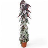 Cissus discolor 'Violet Vine' – Zimmerpflanze im Kulturtopf auf weißem Hintergrund, Produktfoto 12.