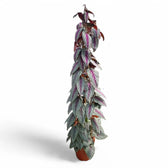 Cissus discolor 'Violet Vine' – Zimmerpflanze im Kulturtopf auf weißem Hintergrund, Produktfoto 13.
