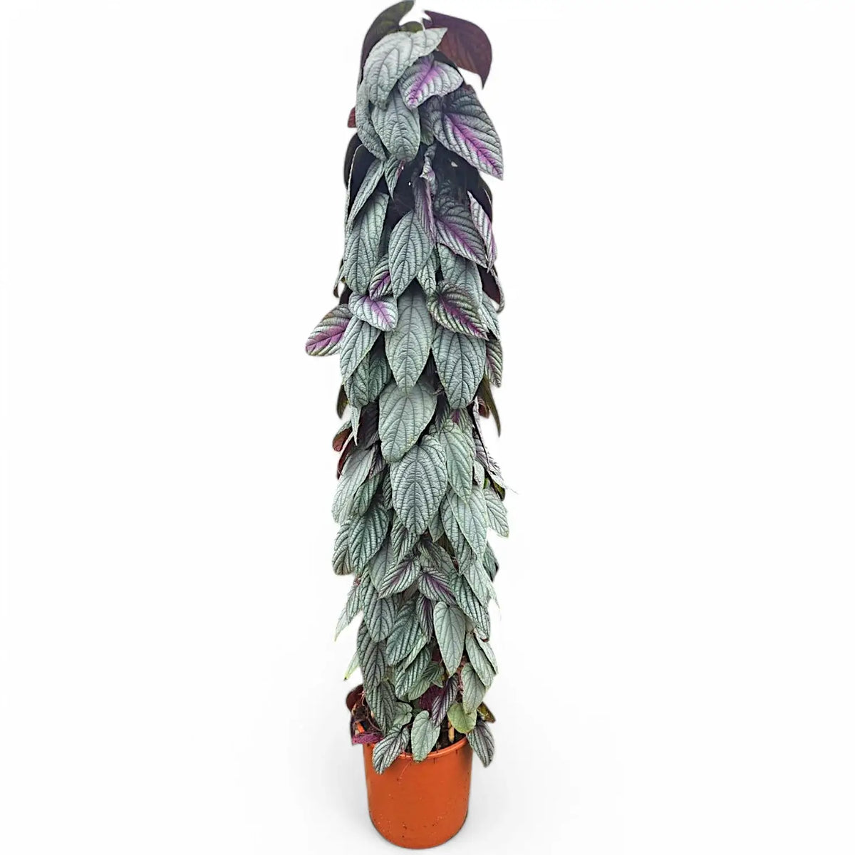 Cissus discolor 'Violet Vine' – Zimmerpflanze im Kulturtopf auf weißem Hintergrund, Produktfoto 14.