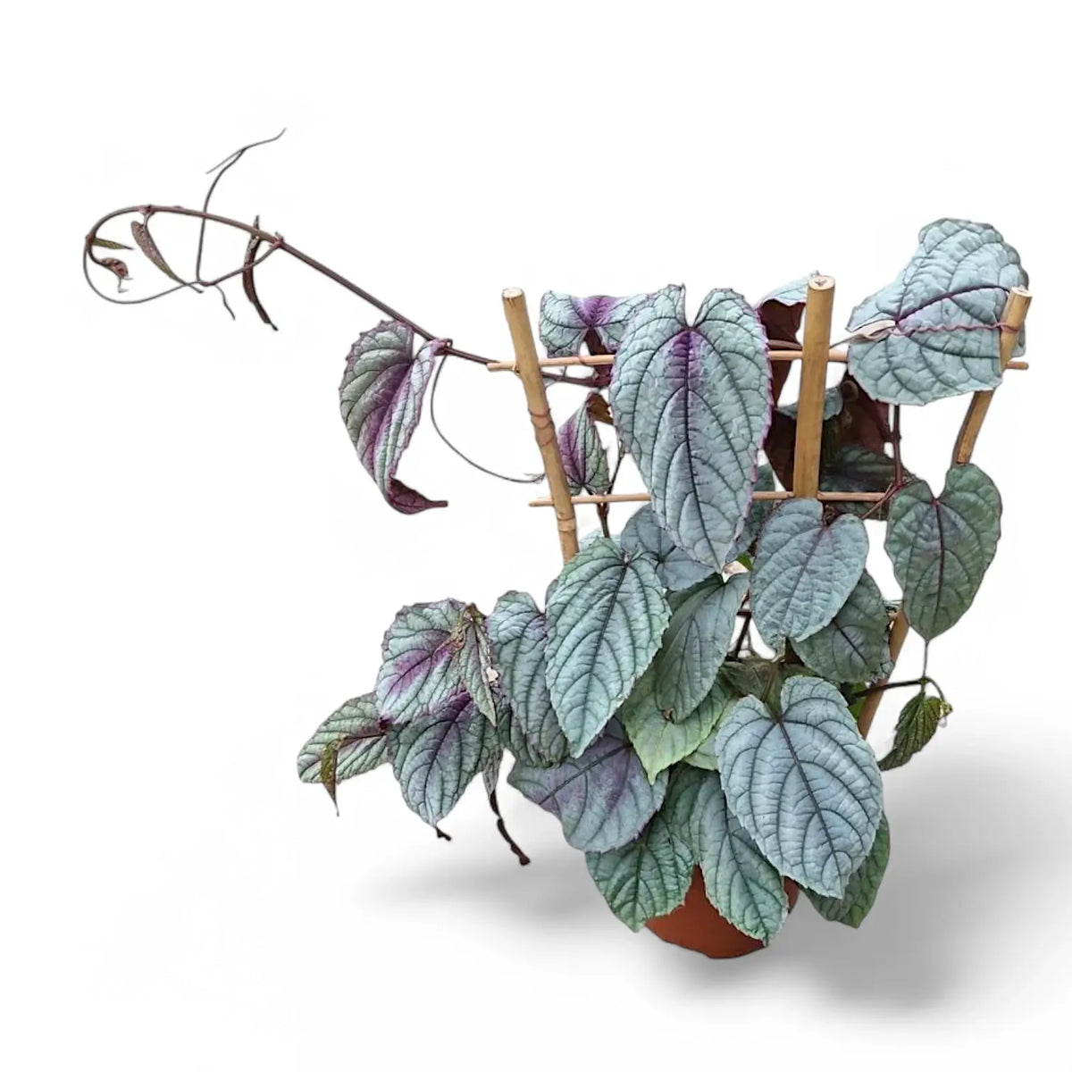 Cissus discolor 'Violet Vine' – Zimmerpflanze im Kulturtopf auf weißem Hintergrund, Produktfoto 3.