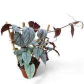 Cissus discolor 'Violet Vine' – Zimmerpflanze im Kulturtopf auf weißem Hintergrund, Produktfoto 5.