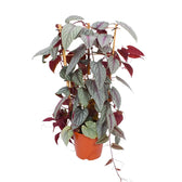 Cissus discolor 'Violet Vine' – Zimmerpflanze im Kulturtopf auf weißem Hintergrund, Produktfoto 7.