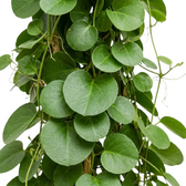 Cissus rotundifolia leaf detail showing thick, nearly round green foliage on angular green stems