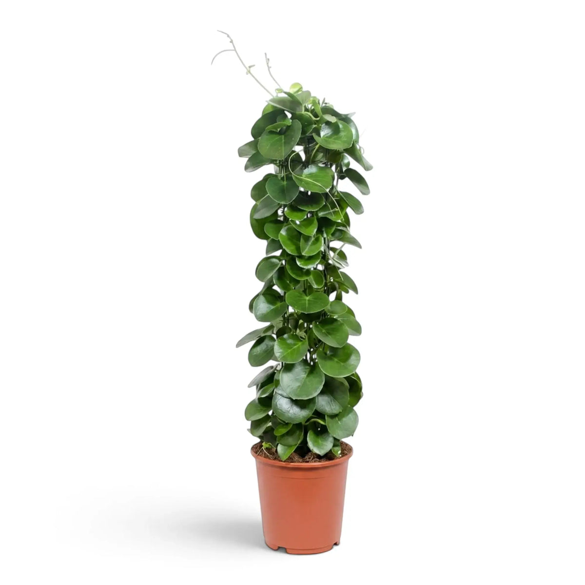 Cissus rotundifolia in a nursery pot, with angular climbing stems and thick, nearly round glossy leaves