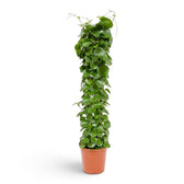 Cissus rotundifolia in a nursery pot, showing broad climbing growth and thick round green leaves
