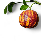 Nahaufnahme eines Blatts von Citrus ‘Arcobal’ vor weißem Hintergrund.