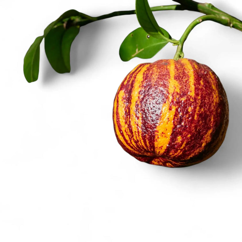 Nahaufnahme eines Blatts von Citrus ‘Arcobal’ vor weißem Hintergrund.