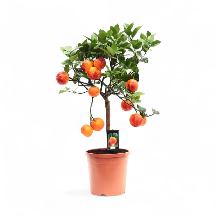 Citrus ‘Arcobal’ – Zimmerpflanze im Kulturtopf auf weißem Hintergrund, Produktfoto 2.