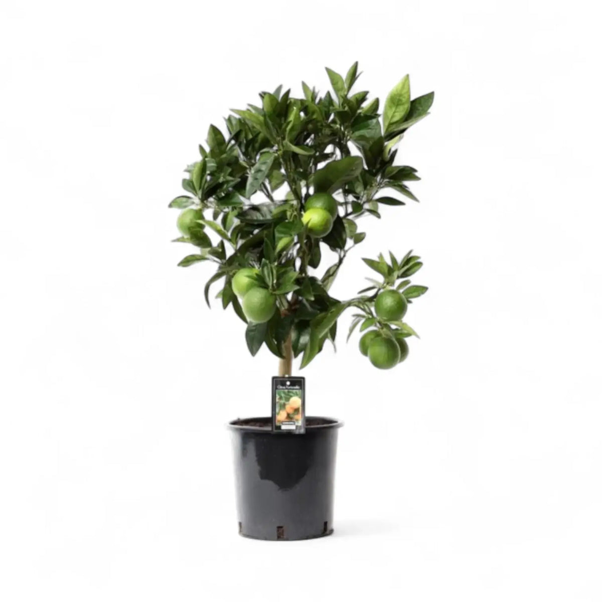 Citrus ‘Arcobal’ – Zimmerpflanze im Kulturtopf auf weißem Hintergrund, Produktfoto 3.