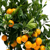 Nahaufnahme der Calamondin mit glänzend grünen Blättern und kleinen orangefarbenen Zitrusfrüchten