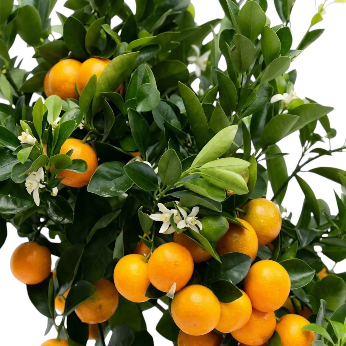 Nahaufnahme der Calamondin mit glänzend grünen Blättern und kleinen orangefarbenen Zitrusfrüchten