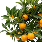 Detailaufnahme der orangefarbenen Früchte der Calamondin (Citrus × microcarpa) zwischen glänzend grünen Blättern
