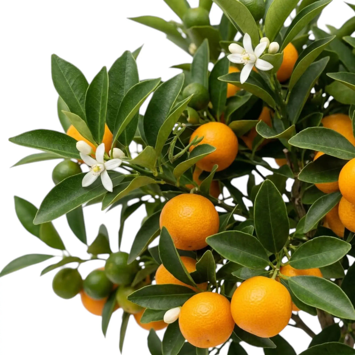 Detailaufnahme der orangefarbenen Früchte der Calamondin (Citrus × microcarpa) zwischen glänzend grünen Blättern