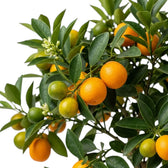 Nahaufnahme von Calamondin-Zweigen mit grünem Laub und kleinen Zitrusfrüchten
