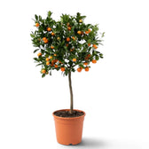 Großer Calamondinbaum (Citrus × microcarpa) im Kulturtopf mit breiter grüner Krone und orangefarbenen Früchten