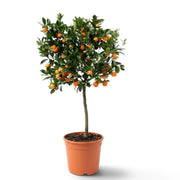Großer Calamondinbaum (Citrus × microcarpa) im Kulturtopf mit breiter grüner Krone und orangefarbenen Früchten